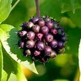 Pharaoh's Nectar Ingredients