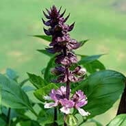 Pharaoh's Nectar Ingredients
