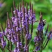Pharaoh's Nectar Ingredients